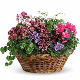 Basket of blooming potted flowers in pink, purple, and white