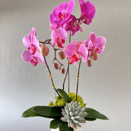 Pink orchid arrangement in a white pot with a succulent accent