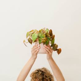 Person holding a potted trailing houseplant overhead