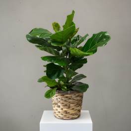 Fiddle Leaf Fig