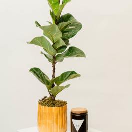 Potted fiddle leaf fig plant beside a dark candle jar
