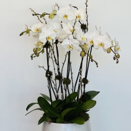 White orchid arrangement in a white bowl planter