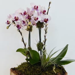 Orchid arrangement in a wooden planter with moss and broad green leaves