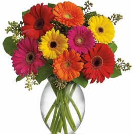 Colorful gerbera daisies arranged in a clear glass vase