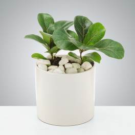 Small green houseplant in a white ceramic pot topped with white stones