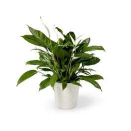 Peace Lily Plant for Sympathy