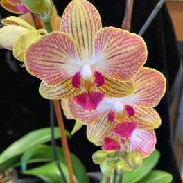 Close-up of a pink and yellow orchid bloom on a potted plant