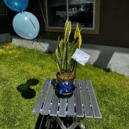 Potted snake plant with blue balloons tied beside it