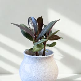 Potted rubber plant in a speckled white ceramic vase