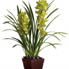 Potted orchid plant with yellow blooms in a brown planter