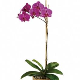 Purple orchid plant in a wooden cube planter