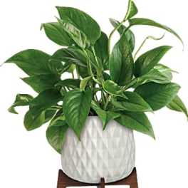 Potted green houseplant in a white textured planter on a wooden stand