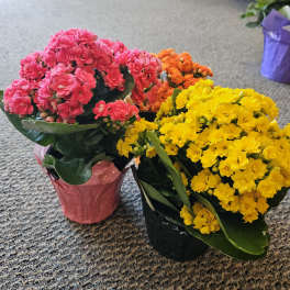 Three potted bouquets of pink, orange, and yellow flowers on a carpet