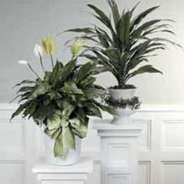Two potted green houseplants on white pedestals