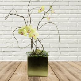 Yellow orchid arrangement in a square vase with curly branches