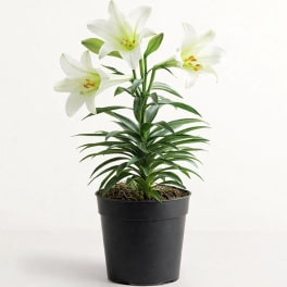 Graceful Easter Lily Plant