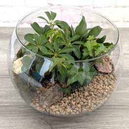 Glass bowl terrarium with assorted green plants and pebbles