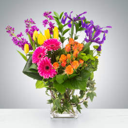 Bright mixed arrangement with pink gerbera daisies, orange roses, yellow tulips and purple irises in a glass vase