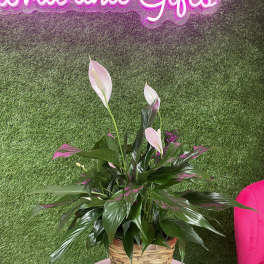 Spathiphyllum Plant