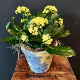 Yellow flowering plant in a painted ceramic pot