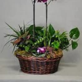 Potted orchid arrangement in a wicker basket with mixed greenery