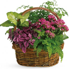 Wicker basket filled with pink flowering plants and mixed green foliage