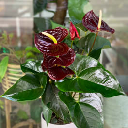 Potted anthurium plant with dark red blooms and glossy green leaves
