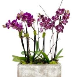 Purple orchids arranged in a rectangular planter