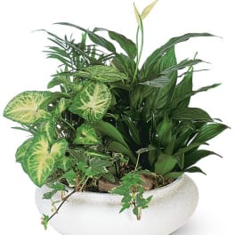 Mixed green houseplants in a white ceramic planter