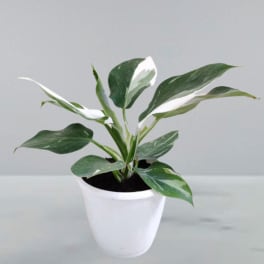 Variegated potted plant in a white pot