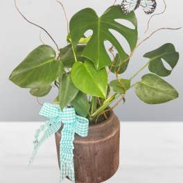 Potted monstera plant with a butterfly decoration and gingham ribbon