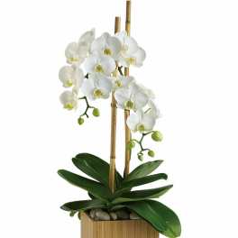 Teleflora's Opulent Orchids