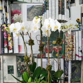 White orchid arrangement in a low white planter with green succulents