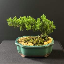 Japanese Juniper