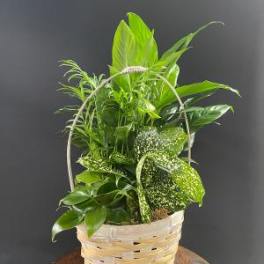 Basket of assorted green houseplants