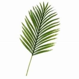 Palm leaf