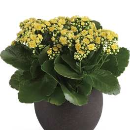Forever Yellow Kalanchoes