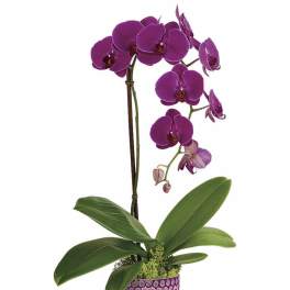 Teleflora's Dazzling Orchid