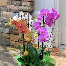 Potted arrangement of multicolored phalaenopsis orchids in a white ceramic bowl with yellow pom accents.