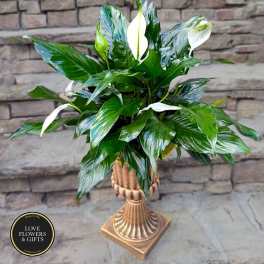 Tall peace lily plant with glossy green leaves in a gold pedestal urn planter