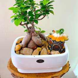 Potted bonsai-style plant with thick trunk and green leaves in a white dish with stones and a tiny house figurine.