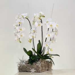 White orchids arranged in a clear rectangular container with decorative star picks.