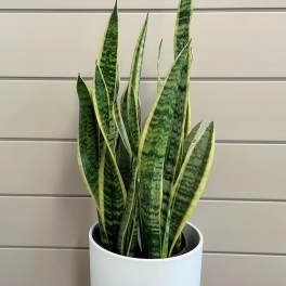 Potted snake plant with tall variegated green leaves in a white planter