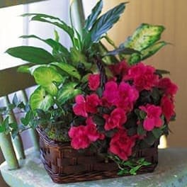 Pink flowers arranged in a wicker basket with assorted green foliage