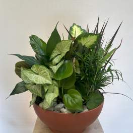 Mixed green houseplants in a wide terracotta bowl with decorative stones