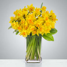 Darling Daffodils by BloomNation™