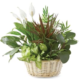 Basket planter with assorted green houseplants and white peace lilies