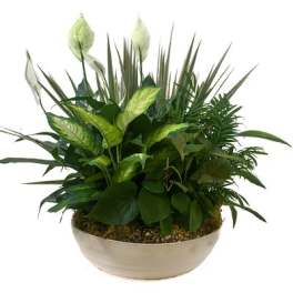 Green potted plant arrangement in a shallow bowl planter