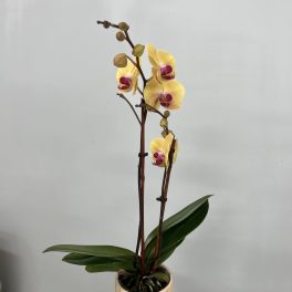 Potted yellow orchid with purple centers in a beige ceramic pot