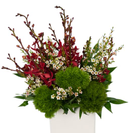 Red orchid arrangement with green moss balls in a white vase